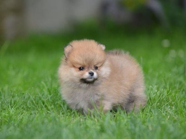 Померански шпиц кученца Pomeranian, Vaccinated - Yes, Dewormed - Yes - city of Izvun Bulgaria | Dogs - снимка 1