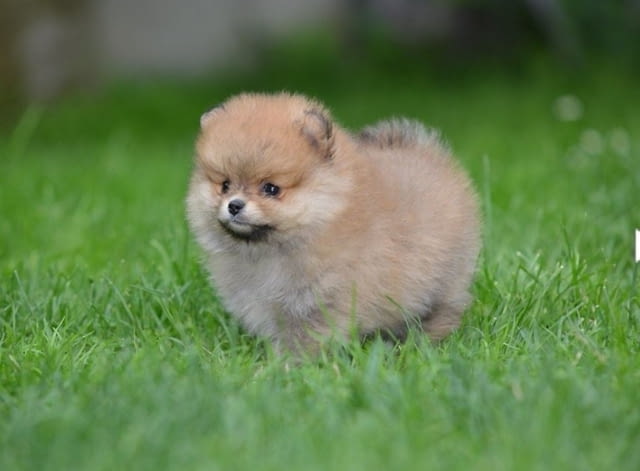 Померански шпиц кученца Pomeranian, Vaccinated - Yes, Dewormed - Yes - city of Izvun Bulgaria | Dogs - снимка 2