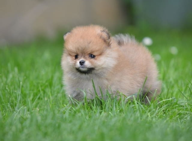 Померански шпиц кученца Pomeranian, Vaccinated - Yes, Dewormed - Yes - city of Izvun Bulgaria | Dogs - снимка 3