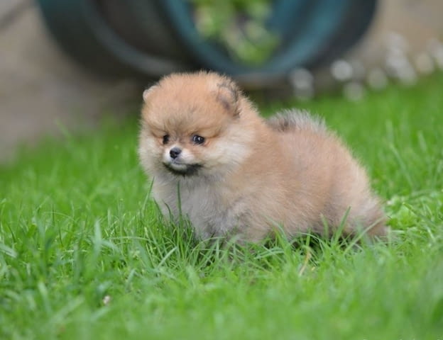 Померански шпиц кученца Pomeranian, Vaccinated - Yes, Dewormed - Yes - city of Izvun Bulgaria | Dogs - снимка 4