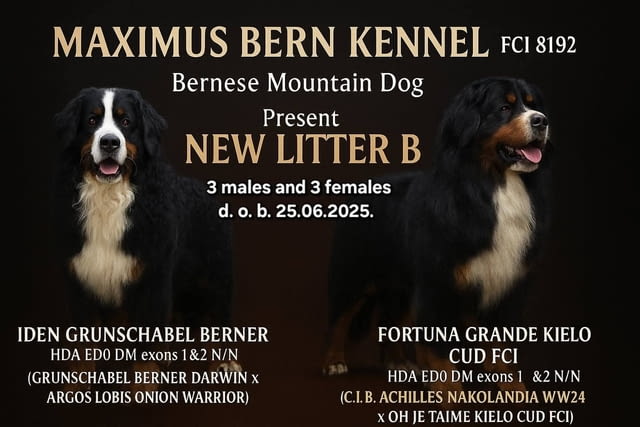Bernese mountain dog - puppies Бернско пастирско куче, 1 месец - град Извън България | Кучета - снимка 1