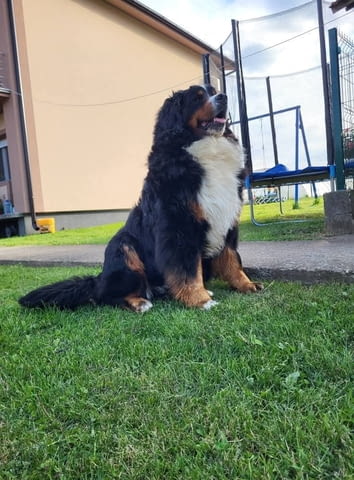 Bernese mountain dog - puppies Бернско пастирско куче, 1 месец - град Извън България | Кучета - снимка 2