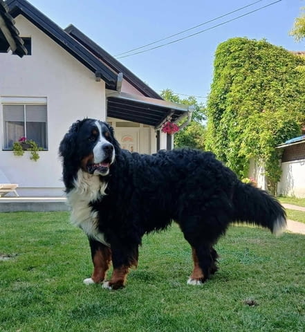 Bernese mountain dog - puppies Бернско пастирско куче, 1 месец - град Извън България | Кучета - снимка 3