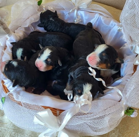 Bernese mountain dog - puppies Бернско пастирско куче, 1 месец - град Извън България | Кучета - снимка 4