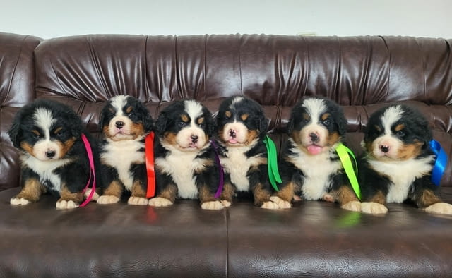 Bernese mountain dog - puppies Бернско пастирско куче, 1 месец - град Извън България | Кучета - снимка 5
