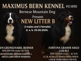Bernese mountain dog - puppies