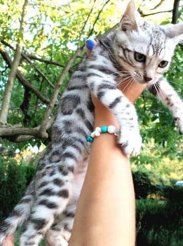 Бенгалски котенца Бенгалска, Ваксина - Да, Обезпаразитена - Да - град Извън България | Котки - снимка 3