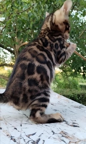 Бенгалски котенца Бенгалска, Ваксина - Да, Обезпаразитена - Да - град Извън България | Котки - снимка 4