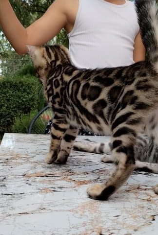 Бенгалски котенца Бенгалска, Ваксина - Да, Обезпаразитена - Да - град Извън България | Котки - снимка 8