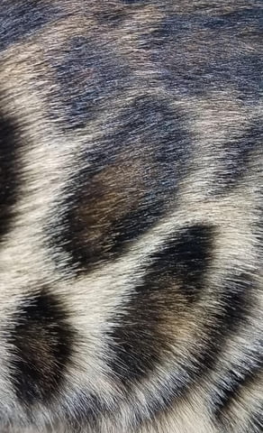 Бенгалски котенца Бенгалска, Ваксина - Да, Обезпаразитена - Да - град Извън България | Котки - снимка 9