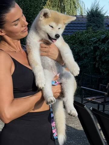 Akita Inu Female Puppies Акита, 3 месеца - град Извън България | Кучета - снимка 1