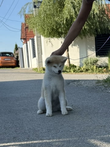 Akita Inu Female Puppies Акита, 3 месеца - град Извън България | Кучета - снимка 2