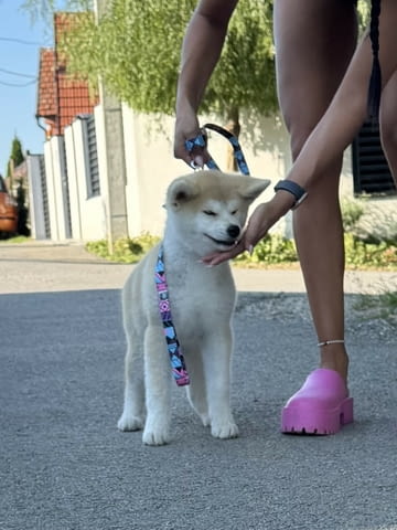 Akita Inu Female Puppies Акита, 3 месеца - град Извън България | Кучета - снимка 4