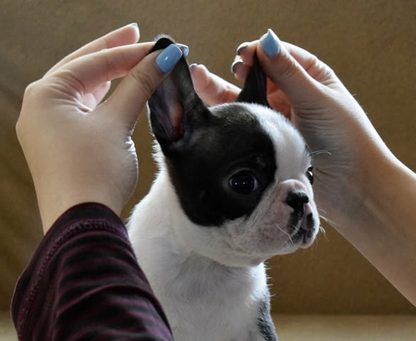 Boston terrier puppies Бостънски териер, 2 месеца - град Извън България | Кучета - снимка 2