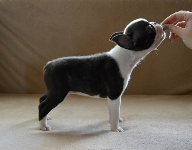 Boston terrier puppies Бостънски териер, 2 месеца - град Извън България | Кучета - снимка 5