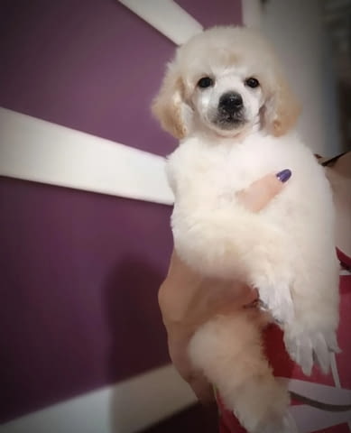 Miniature poodles white and black show quality puppies, град Извън България - снимка 1