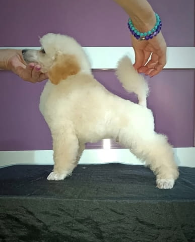 Miniature poodles white and black show quality puppies, град Извън България - снимка 2