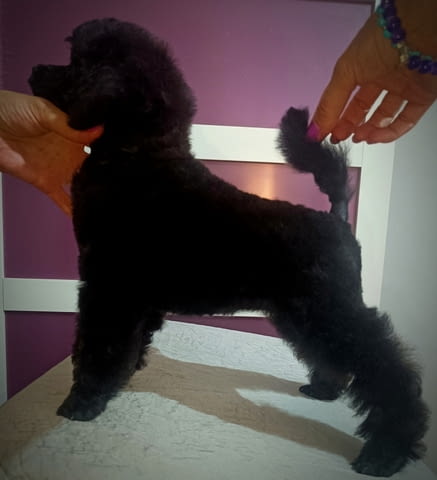 Miniature poodles white and black show quality puppies, град Извън България - снимка 3
