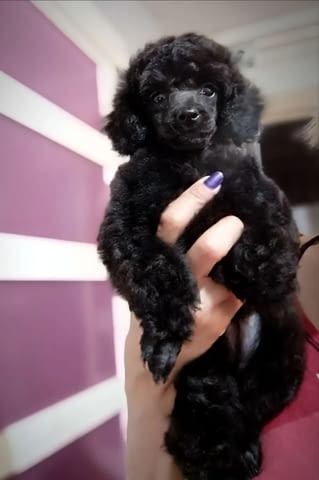 Miniature poodles white and black show quality puppies, град Извън България - снимка 4