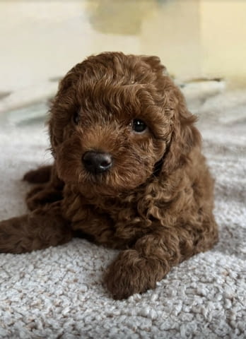 Червен пудел кученца за продан Пудел той, Ваксинирано - Да, Обезпаразитено - Да - град Извън България | Кучета - снимка 1