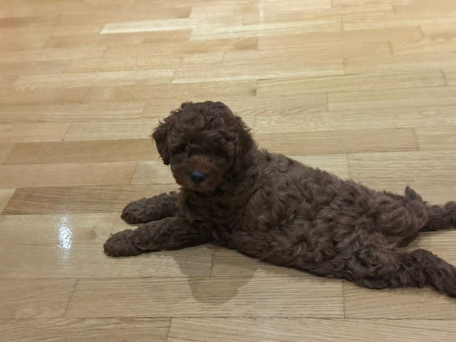 Червен пудел кученца за продан Пудел той, Ваксинирано - Да, Обезпаразитено - Да - град Извън България | Кучета - снимка 2