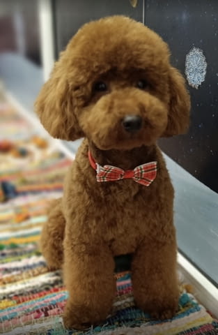 Червен пудел кученца за продан Пудел той, Ваксинирано - Да, Обезпаразитено - Да - град Извън България | Кучета - снимка 3