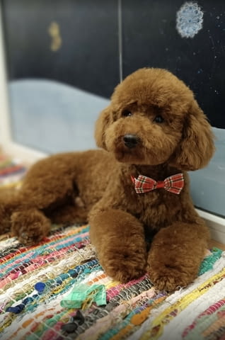 Червен пудел кученца за продан Пудел той, Ваксинирано - Да, Обезпаразитено - Да - град Извън България | Кучета - снимка 4