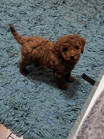 Червен пудел кученца за продан Пудел той, Ваксинирано - Да, Обезпаразитено - Да - град Извън България | Кучета - снимка 5