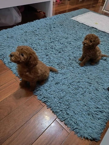 Червен пудел кученца за продан Пудел той, Ваксинирано - Да, Обезпаразитено - Да - град Извън България | Кучета - снимка 6