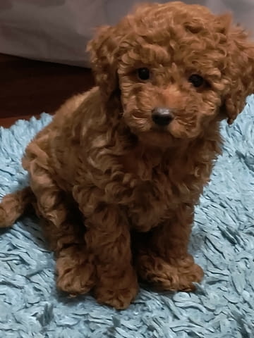 Червен пудел кученца за продан Пудел той, Ваксинирано - Да, Обезпаразитено - Да - град Извън България | Кучета - снимка 7