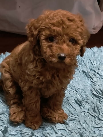 Червен пудел кученца за продан Пудел той, Ваксинирано - Да, Обезпаразитено - Да - град Извън България | Кучета - снимка 8