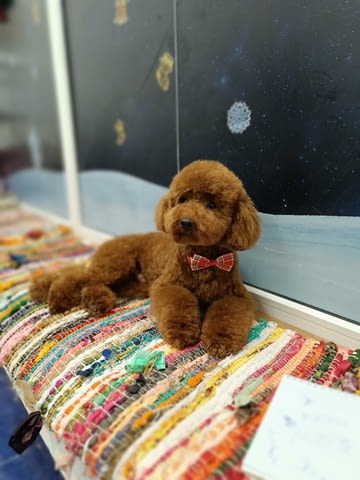 Червен пудел кученца за продан Пудел той, Ваксинирано - Да, Обезпаразитено - Да - град Извън България | Кучета - снимка 10