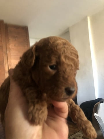 Червен пудел кученца за продан Пудел той, Ваксинирано - Да, Обезпаразитено - Да - град Извън България | Кучета - снимка 11