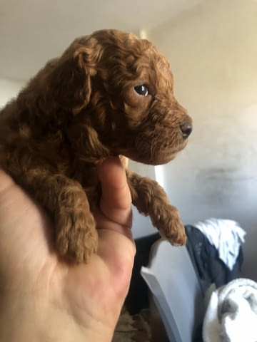 Червен пудел кученца за продан Пудел той, Ваксинирано - Да, Обезпаразитено - Да - град Извън България | Кучета - снимка 12