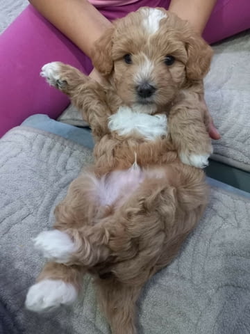 Малтипу красиви кученца Другa, Ваксинирано - Да, Обезпаразитено - Да - град Извън България | Кучета - снимка 1