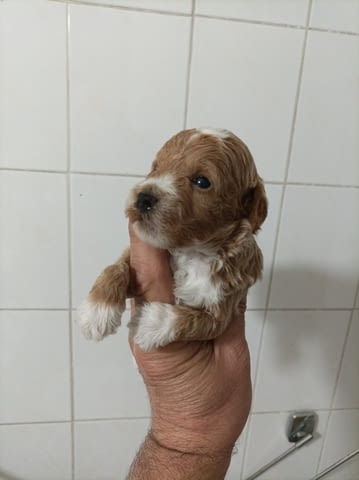 Малтипу красиви кученца Другa, Ваксинирано - Да, Обезпаразитено - Да - град Извън България | Кучета - снимка 2