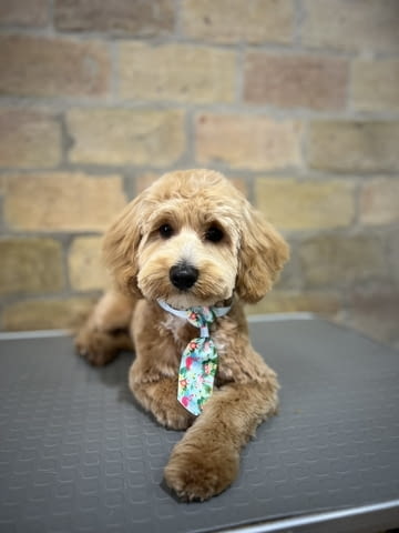 Малтипу красиви кученца Другa, Ваксинирано - Да, Обезпаразитено - Да - град Извън България | Кучета - снимка 3