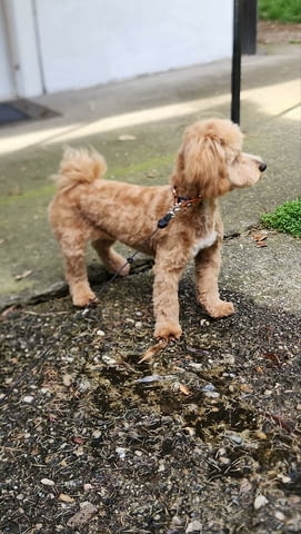 Малтипу красиви кученца Другa, Ваксинирано - Да, Обезпаразитено - Да - град Извън България | Кучета - снимка 5