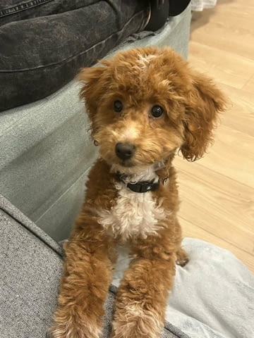 Малтипу красиви кученца Другa, Ваксинирано - Да, Обезпаразитено - Да - град Извън България | Кучета - снимка 6