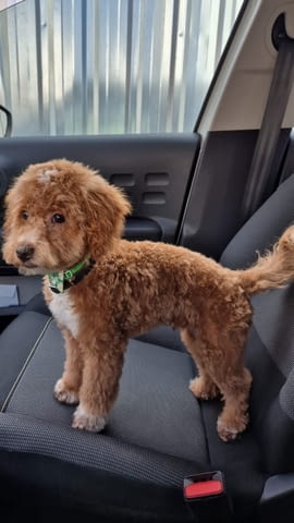 Малтипу красиви кученца Другa, Ваксинирано - Да, Обезпаразитено - Да - град Извън България | Кучета - снимка 7