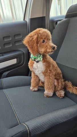 Малтипу красиви кученца Другa, Ваксинирано - Да, Обезпаразитено - Да - град Извън България | Кучета - снимка 8