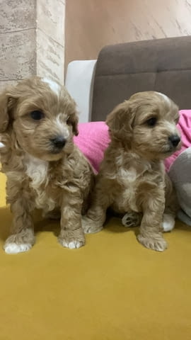 Малтипу красиви кученца Другa, Ваксинирано - Да, Обезпаразитено - Да - град Извън България | Кучета - снимка 9