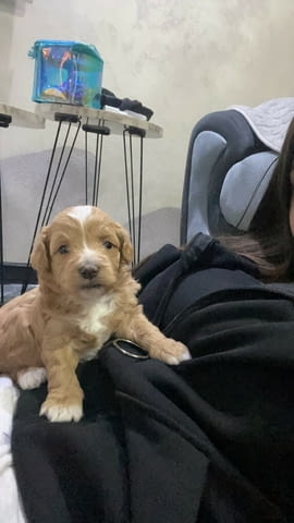 Малтипу красиви кученца Другa, Ваксинирано - Да, Обезпаразитено - Да - град Извън България | Кучета - снимка 11