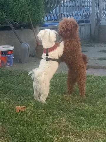 Малтипу красиви кученца Другa, Ваксинирано - Да, Обезпаразитено - Да - град Извън България | Кучета - снимка 12