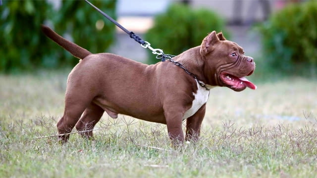 Микробули – кученца за продан Другa, Vaccinated - Yes, Dewormed - Yes - city of Izvun Bulgaria | Dogs - снимка 1