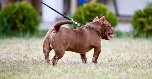 Микробули – кученца за продан Другa, Vaccinated - Yes, Dewormed - Yes - city of Izvun Bulgaria | Dogs - снимка 2