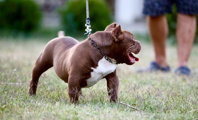 Микробули – кученца за продан Другa, Vaccinated - Yes, Dewormed - Yes - city of Izvun Bulgaria | Dogs - снимка 3