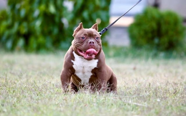 Микробули – кученца за продан Другa, Vaccinated - Yes, Dewormed - Yes - city of Izvun Bulgaria | Dogs - снимка 4