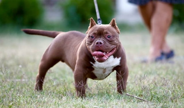 Микробули – кученца за продан Другa, Vaccinated - Yes, Dewormed - Yes - city of Izvun Bulgaria | Dogs - снимка 5