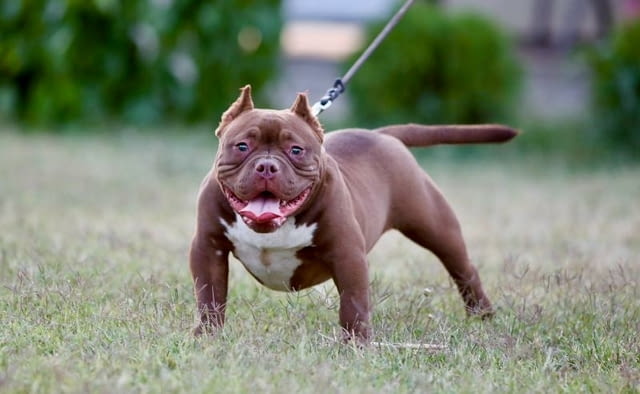 Микробули – кученца за продан Другa, Vaccinated - Yes, Dewormed - Yes - city of Izvun Bulgaria | Dogs - снимка 6